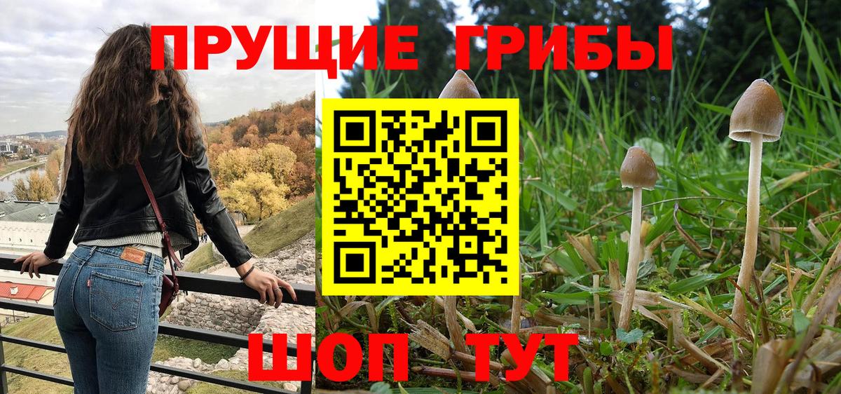 Галлюциногенные грибы Psilocybine cubensis  Вход с VPN  Вятские Поляны 